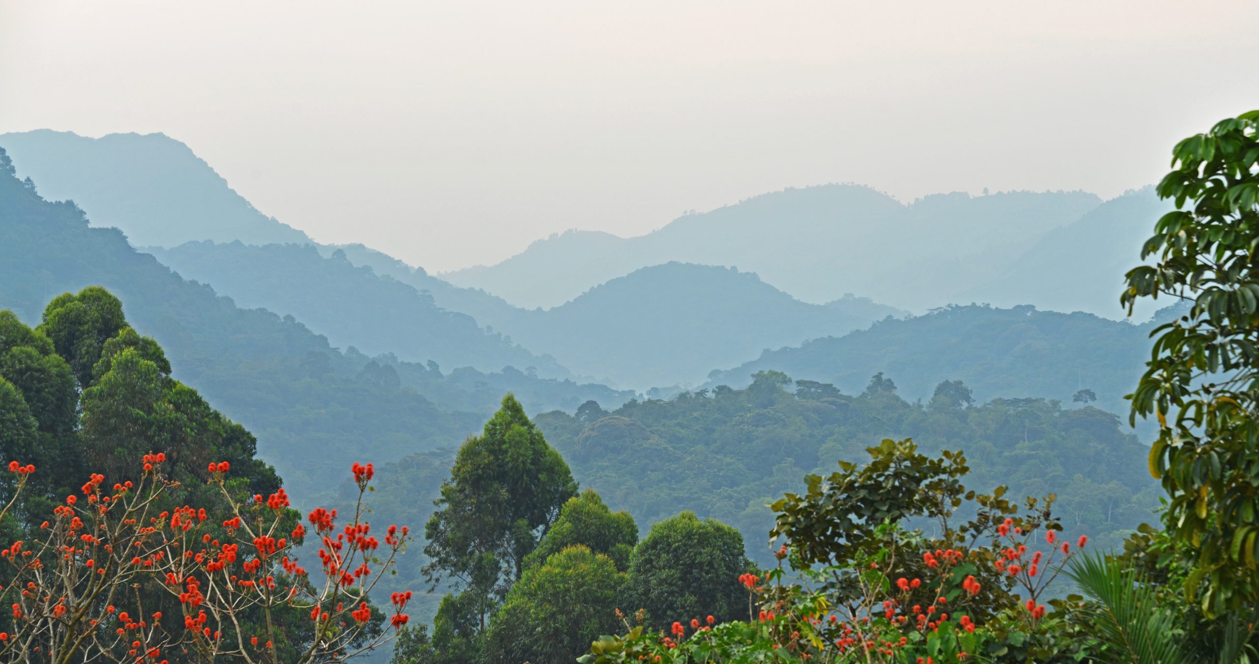 Uganda Green Season Travel: Your Guide to Year-Round Safaris