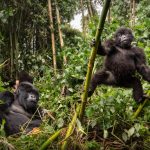 Luxury Gorilla Trekking Uganda: Ultimate Safari Guide