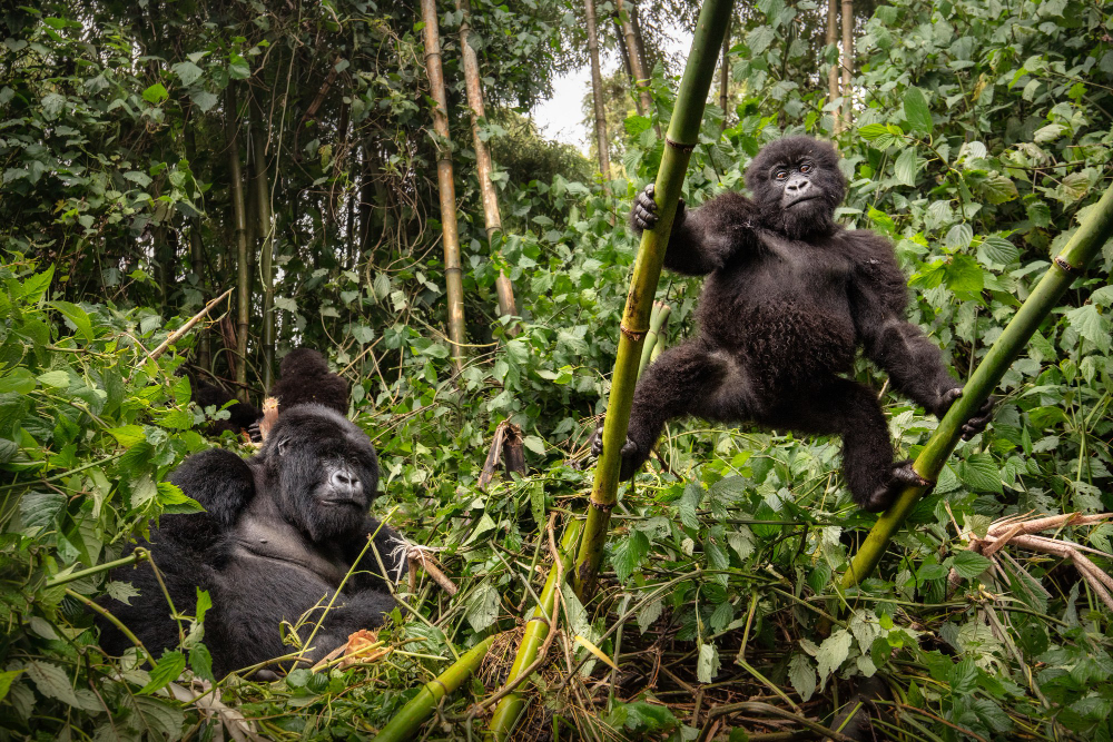 Luxury Gorilla Trekking Uganda: Ultimate Safari Guide