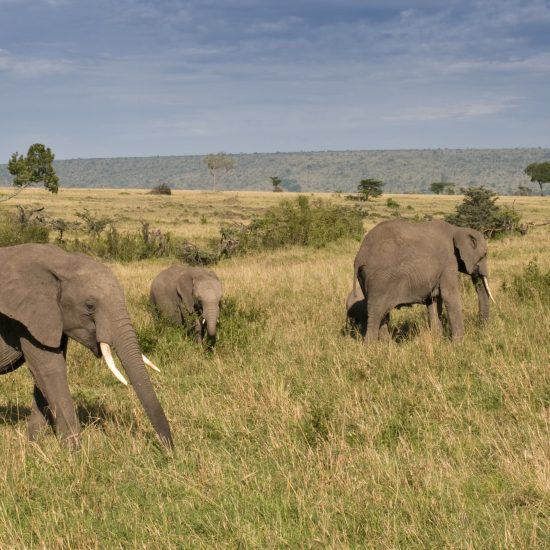 Best Time to Visit Uganda: Luxury Safari Month Guide