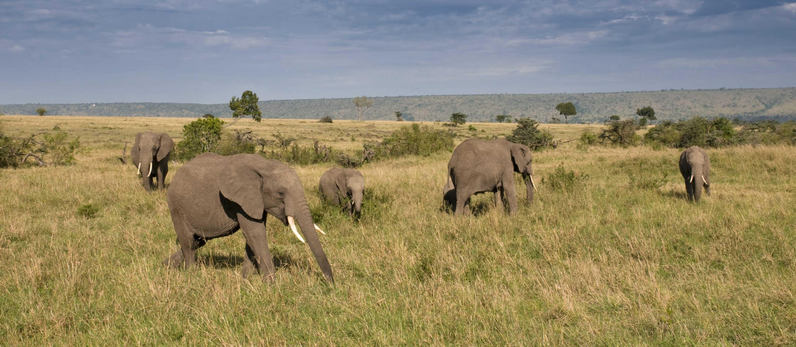 Best Time to Visit Uganda: Luxury Safari Month Guide