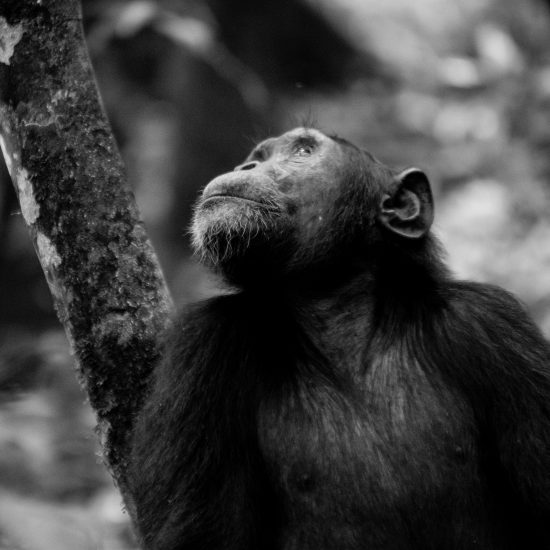 The Thrill of the Chase: Your Expert Guide to Chimpanzee Habituation in Uganda