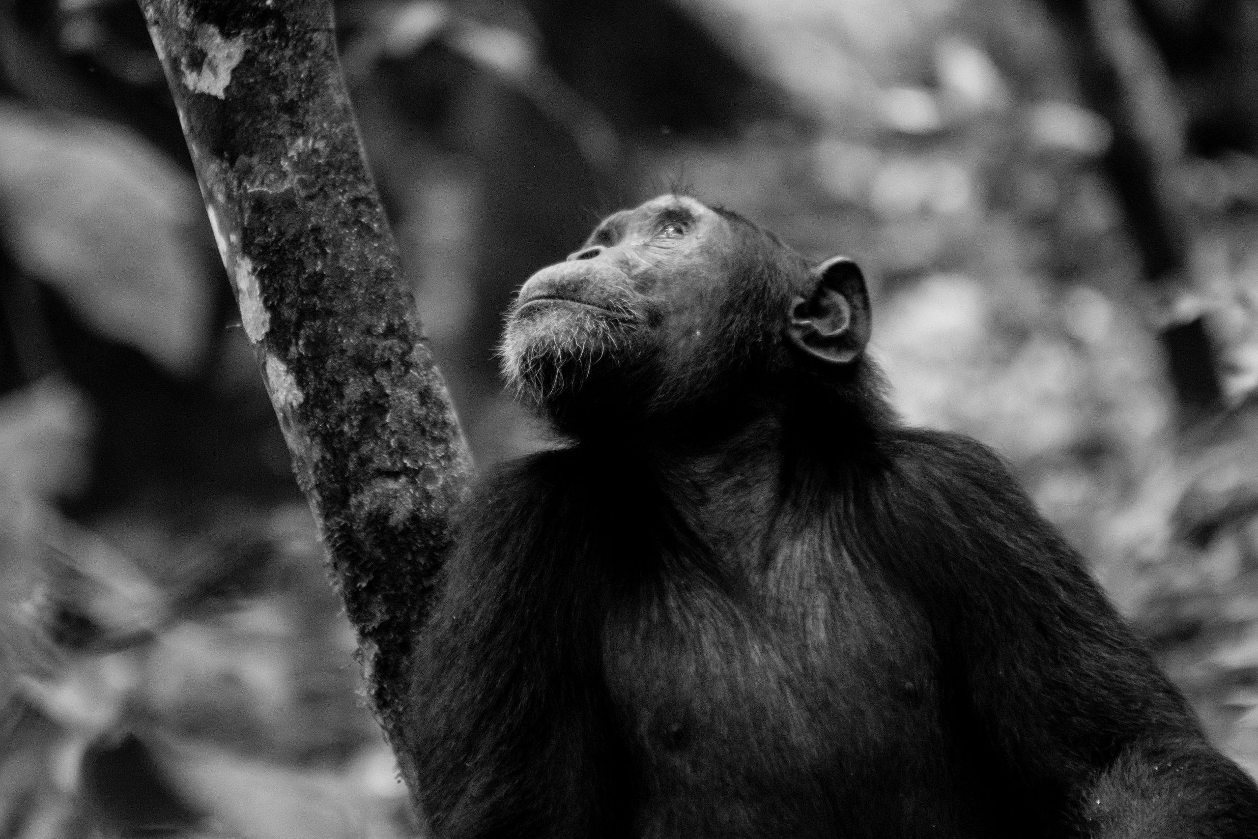 The Thrill of the Chase: Your Expert Guide to Chimpanzee Habituation in Uganda