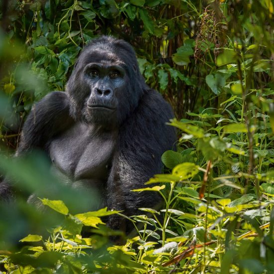 When travelers picture Africa, they often imagine wide-open savannahs filled with lions and elephants. But Uganda offers something profoundly different — a chance to step into ancient forests and lock eyes with our closest relatives. It’s here, in the “Pearl of Africa,” that Uganda primate trekking reveals its magic.
