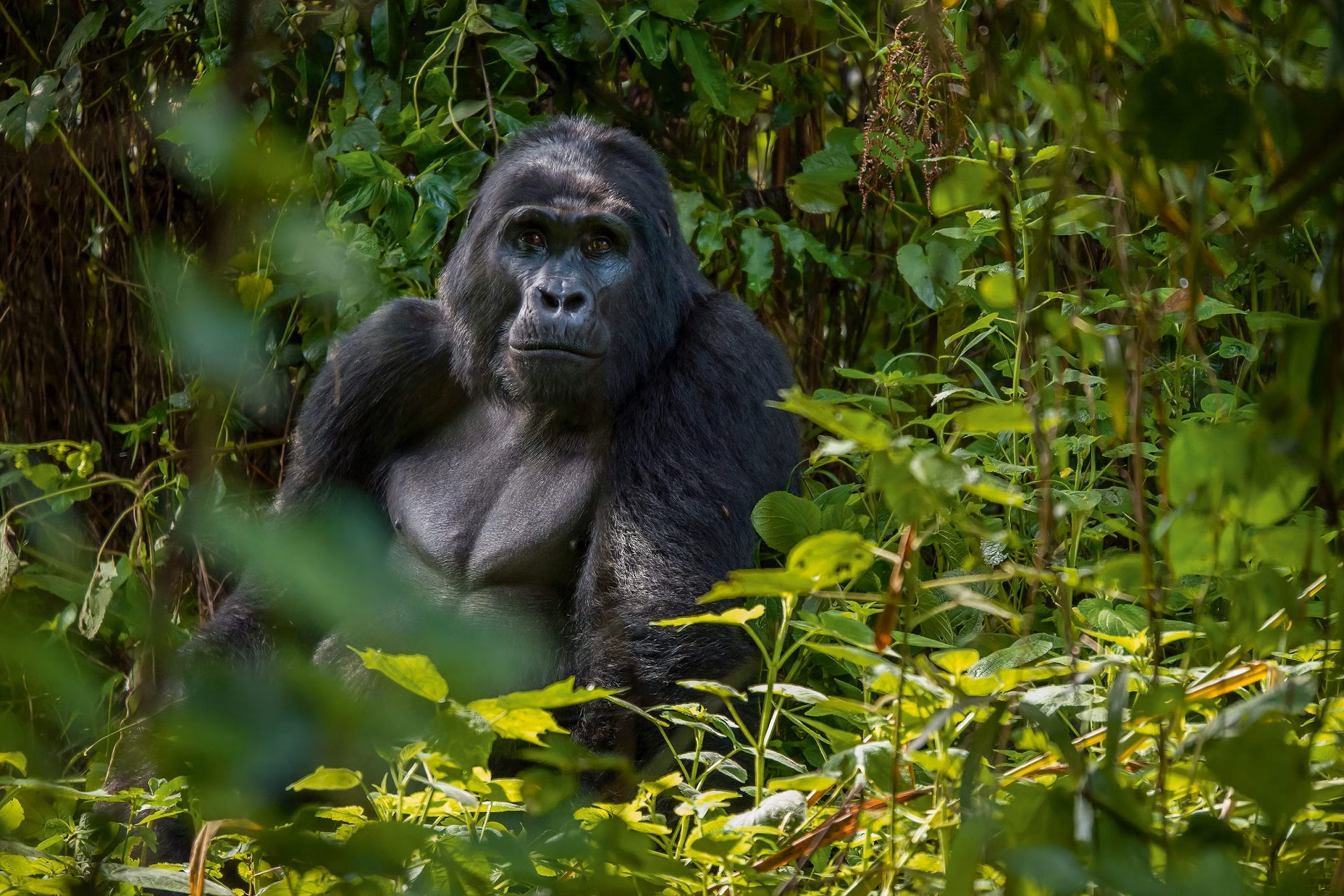 When travelers picture Africa, they often imagine wide-open savannahs filled with lions and elephants. But Uganda offers something profoundly different — a chance to step into ancient forests and lock eyes with our closest relatives. It’s here, in the “Pearl of Africa,” that Uganda primate trekking reveals its magic.