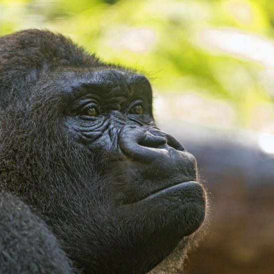 Ultimate Guide to Uganda Safari Tours