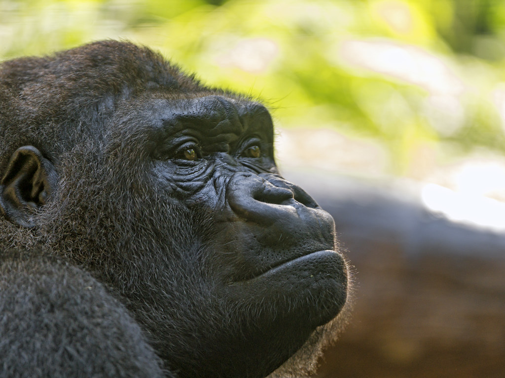 Ultimate Guide to Uganda Safari Tours