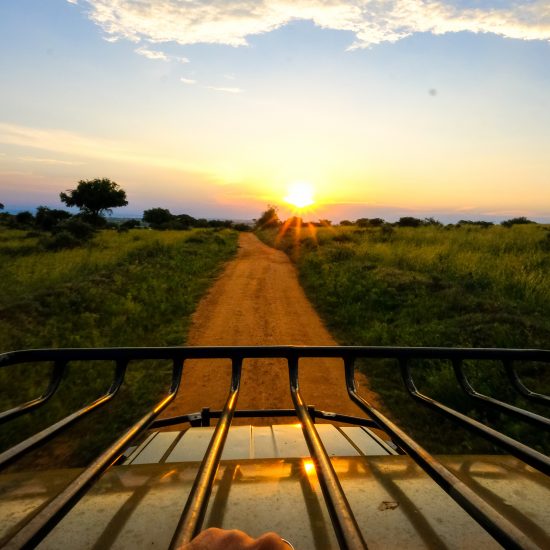 How Much African Safari Cost: Full Budget Breakdown